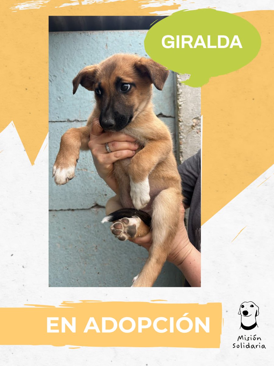 lagarzasosa_'s tweet photo. Giralda tiene 2 meses. Está desparasitada, va a ser de tamaño mediano. Todo lo que necesita es una familia para empezar a crecer acompañada 🏠💖
Zonas CABA y GBA
Querés adoptarla? Escribime!
misionsolidariatwitter@gmail.com
Asunto: La Giralda
RT pofa https://t.co/C0Q5qrC8F6