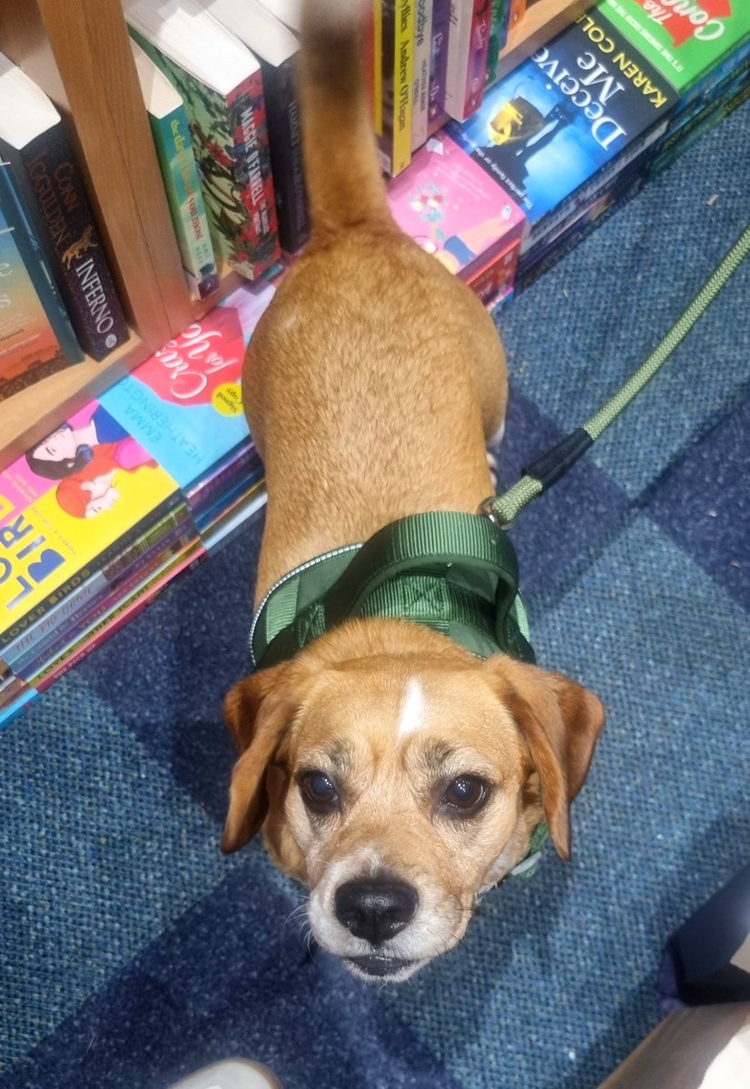 BridgeBooksDro1's tweet photo. In today's edition of #DogsInBookshops we have the beautiful Nina, a beagle cross rescue pup. I think it's safe to say that she loved getting treats 😍 https://t.co/yMqY32hycD