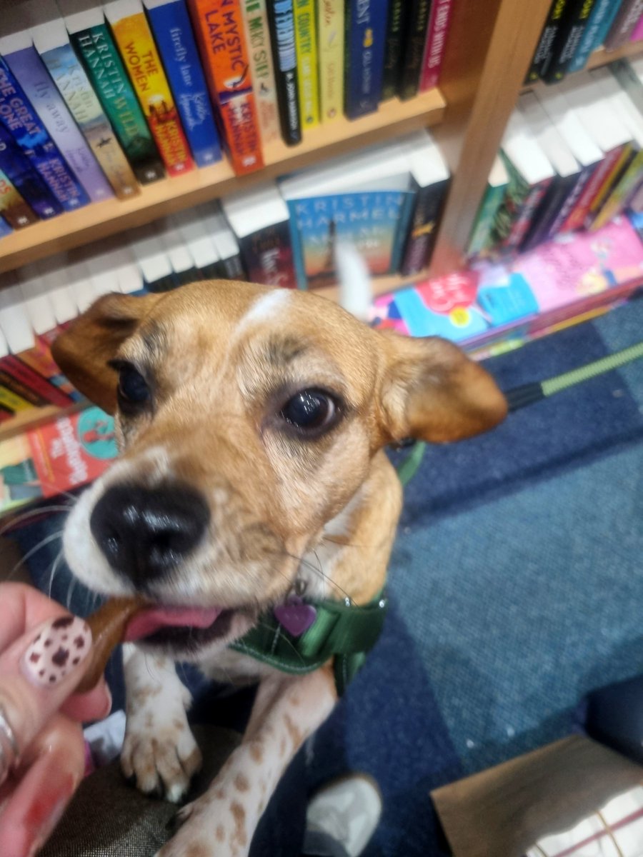 BridgeBooksDro1's tweet photo. In today's edition of #DogsInBookshops we have the beautiful Nina, a beagle cross rescue pup. I think it's safe to say that she loved getting treats 😍 https://t.co/yMqY32hycD