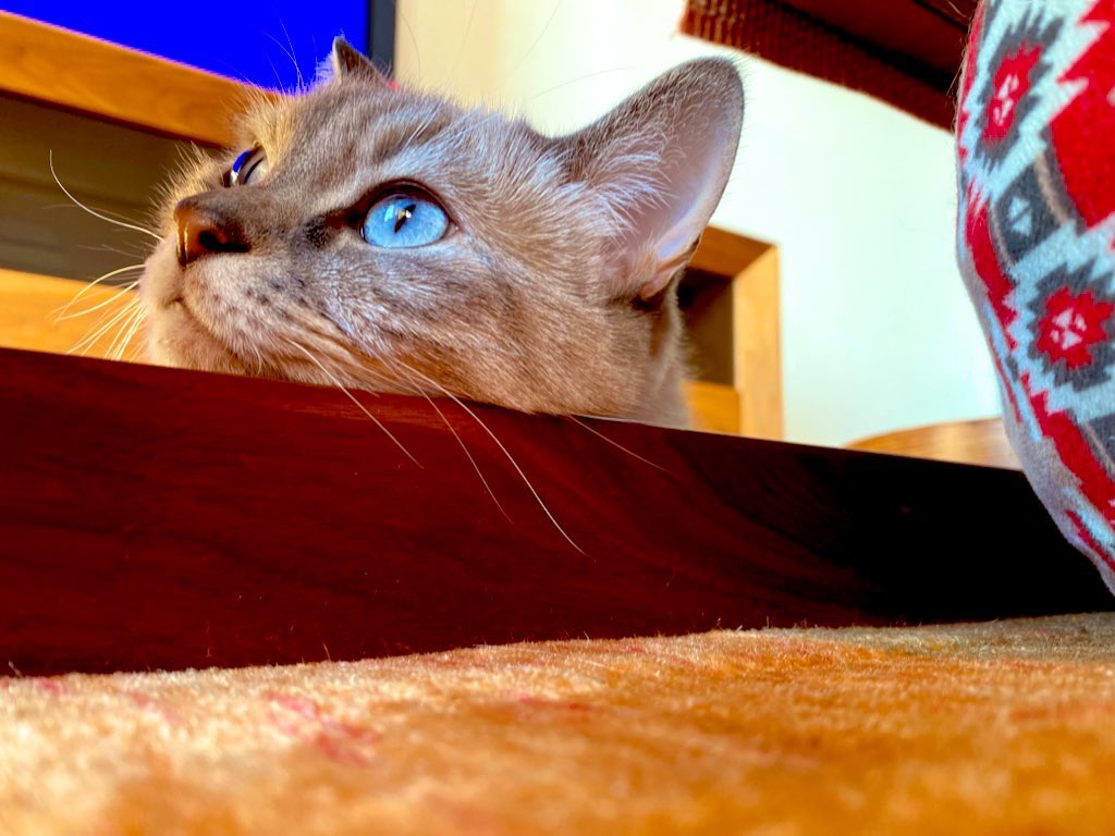 uzucatart's tweet photo. ぶるーあい🐈
#ねこ #猫 #cat #茶トラ #シャム猫 #保護猫 https://t.co/EZ1TrciBWr