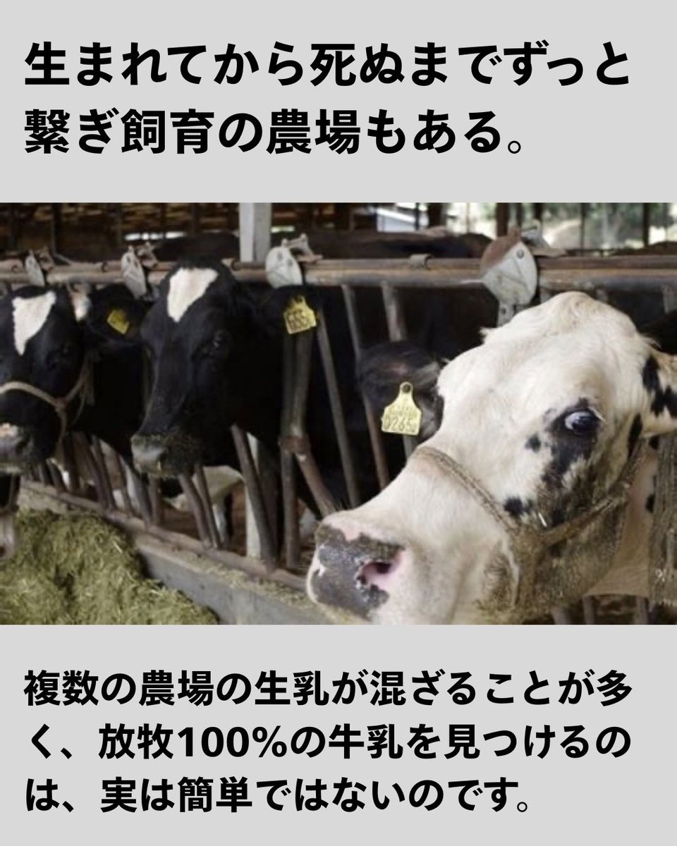pigshavehearts's tweet photo. 「放牧100％」の牛乳を見つけるのは、実は簡単ではありません。

一般的な牛乳は、複数の農場から集められた生乳が混ざっている場合が多いため、すべての牛が放牧されている牛乳を選ぶのは、とても難しいのです。

種類が豊富な植物性ミルクを選ぼう！

#牛乳 #チーズ #バター 
#豆乳 #アーモンドミルク