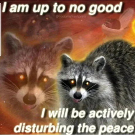 MeidenVT's tweet photo. Happy Raccoon Day! I'm so glad I was able to share my first and last stream until next year with everyone.  Look forward to my posted video content in the mean time💜 https://t.co/PvkHQaOese