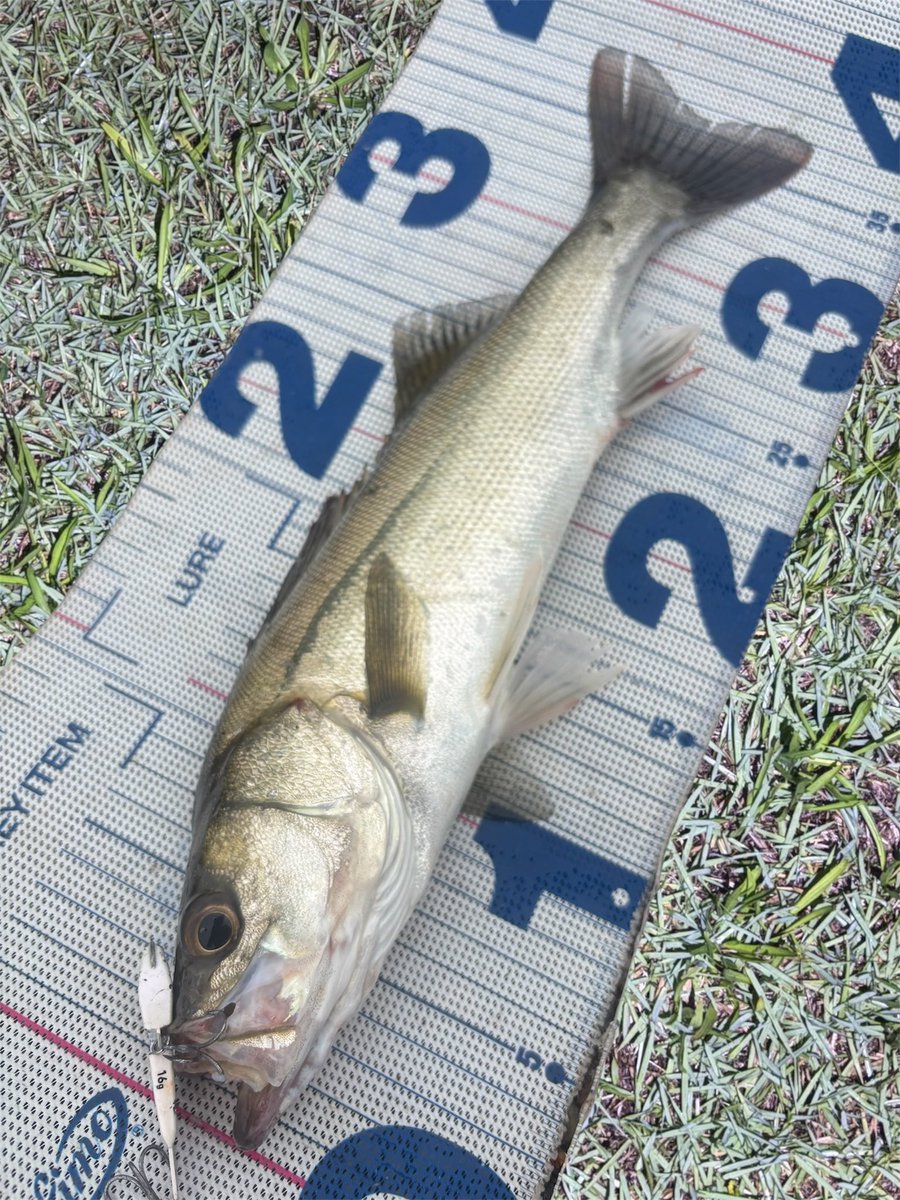 daiP_A_LUNKER's tweet photo. ボトムとって巻き始めにコンッ！

#SEABASS
#シーバス
#DAIWA
#MORETHAN 
#スティールアッパー16
#オヌマン
#LATEO96M
#PURSUINGALUNKER. https://t.co/XO1nPIDlcF