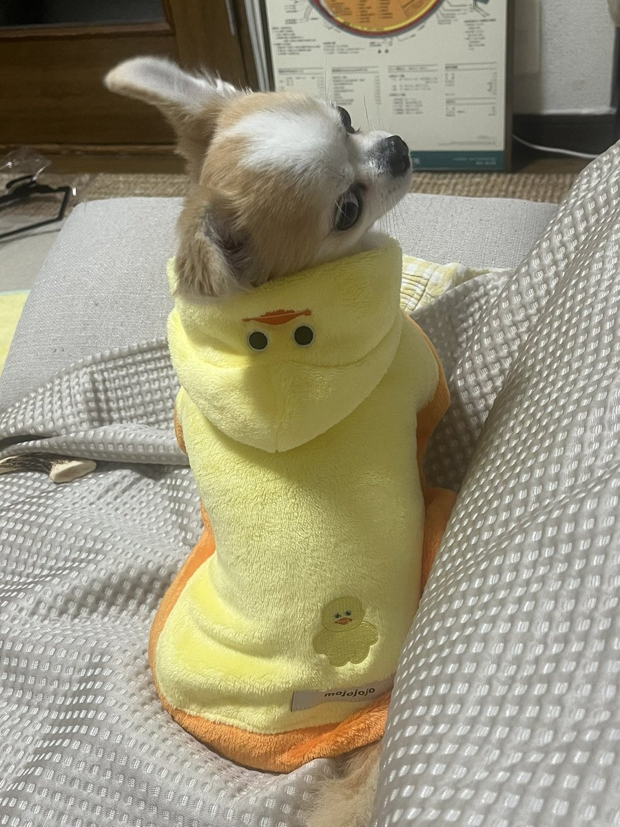 donyoku_jp's tweet photo. https://t.co/rTLt6RDGam