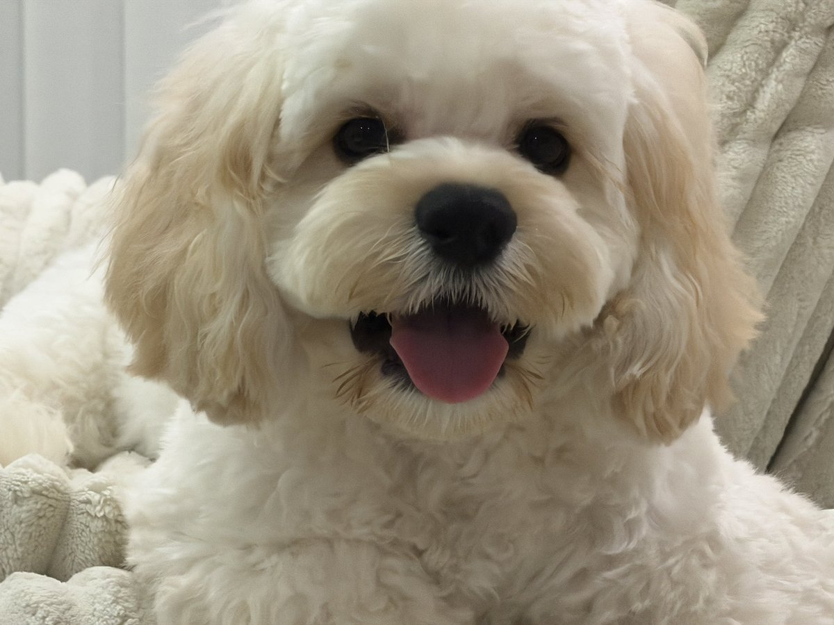 9vsr's tweet photo. トリミングしてふわふわの犬 https://t.co/cnjfznEJWX