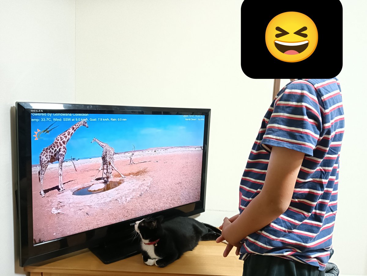 sachipoya's tweet photo. YouTubeのライブ映像
ナミビアの砂漠の定点カメラを見るハチ子と息子😂

陸���記録会お疲れ様でした✨
頑張ったね😆息子の活躍、母はウルウルでした😭

#猫のいる暮らし
#猫好きさんと繋がりたい https://t.co/3ApGhIExEb