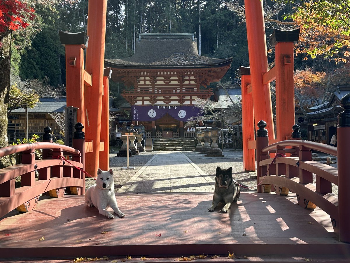 niutsuhimejinja's tweet photo. 『10月16日 例祭 ご神犬公開のお知らせ』　
10月16日（金）の例祭においても、「みちびきのご神犬」の公開を執り行うこととなりました。

公開時間は通常と異なり、午後2時から3時30分までの一回のみとさせていただきます。

ご祭神のお使いとして、弘法大師を高野山へ導き、高野山麓を荒らす魔物や信長軍と戦ったと伝わる「みちびきのご神犬」

ご神犬が紀州犬の先祖であるとの伝承から、奉納されて現代のご神犬を務める紀州犬のすずひめ・大輝の親子です。

ご神犬をなでたり、お供え（おやつ）をあげることはできません。神さまとお大師さまゆかりの縁起の良いご神犬を見て、開運招福と癒しをどうぞ。
