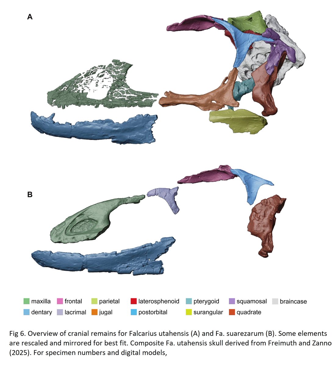 JamaleIjouiher's tweet photo. New paper out on the #troodontid, #Geminiraptor suarezarum. Only its not a troodontid according to this study, but a basal #therizinosaurian and just a new species of #Falcarius (F. suarezarum) as well.
https://t.co/2FTCxHfG2H https://t.co/5Rg1lE0NOE