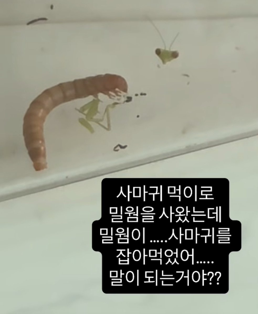 jjippan's tweet photo. 이거 ㅈㅍㄱ같다 몬도:사마귀 밀웜:ㅇㅅㅁㄹ https://t.co/uLi1QteqhJ