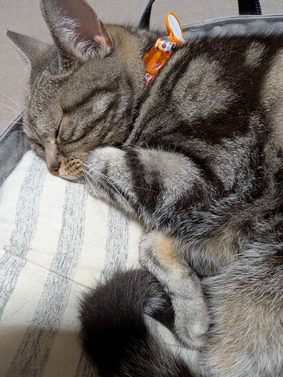 fCI4ze2SS1d7eCc's tweet photo. おやすみにゃ〜😺❣️
今日も良く頑張りました😽💞
ゆっくりおやすみなさい🥰
#猫と暮らす幸せ https://t.co/Z22RdeypP5