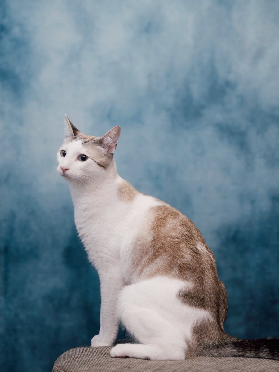 luisinhacf's tweet photo. Tenho um fundo de estúdio novo e o meu gato é sempre o primeiro modelo teste https://t.co/BrqvpKHfTT