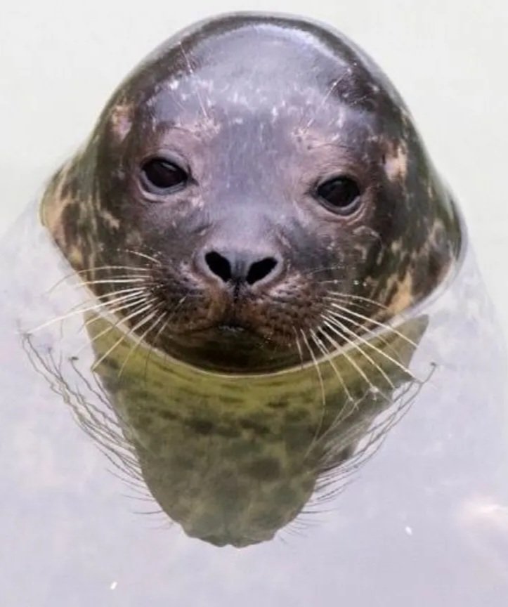 Blind seal Jarvis could see for the first time after cataract surgery

Rescued in 2016, Jarvis has been cared for at the Cornish Seal Sanctuary ever since. A fu