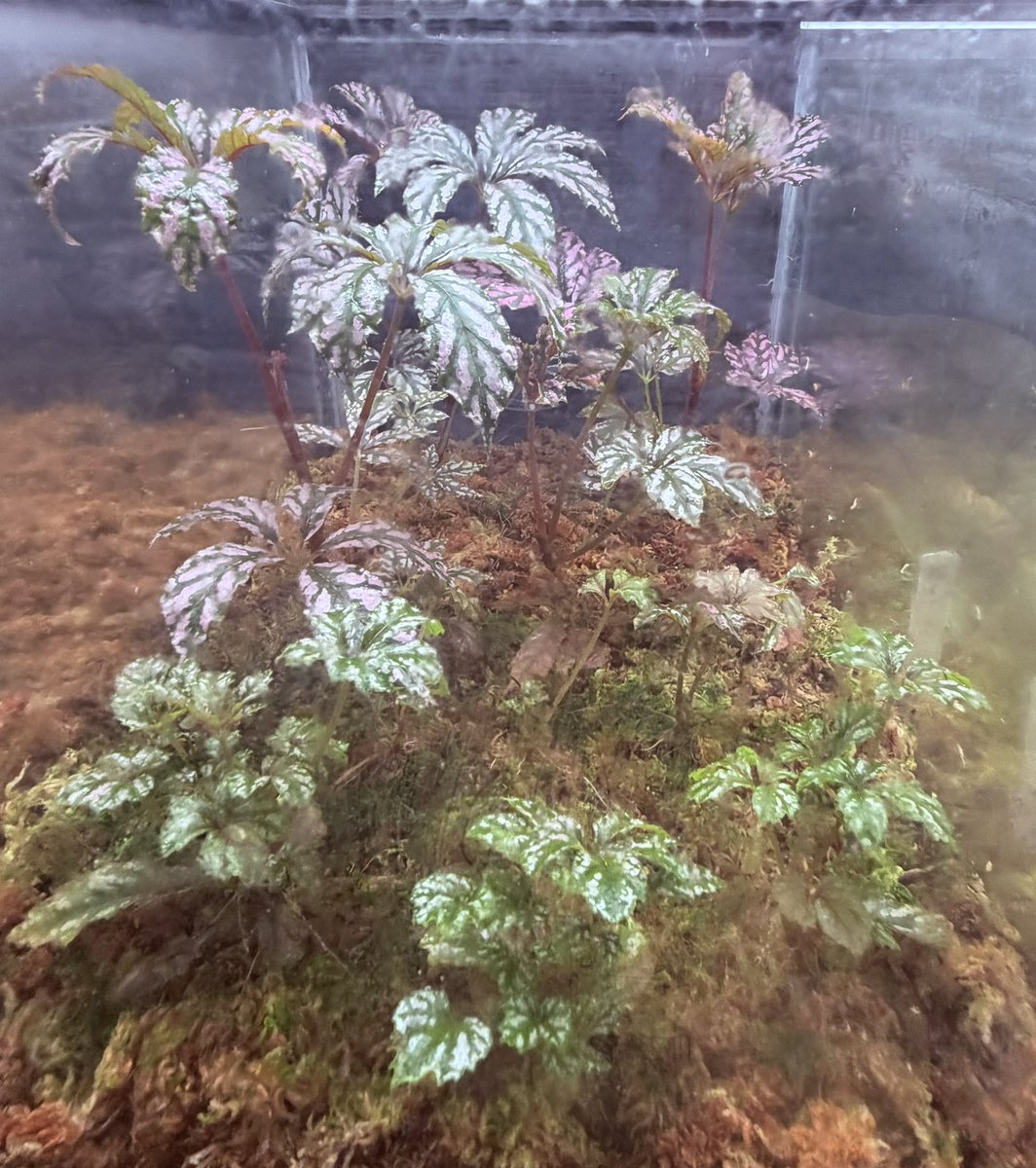 mck2625's tweet photo. ヘムスレヤナが約２ヶ月経った今…

森となりつつある🌳笑

１枚目は横からの画像！結露で見えにくいですが💦

２枚目は上から！蓋をとっての撮影なのでハッキリ分かりますね☺️

#ベゴニア #観葉植物 #雨林植物 https://t.co/r8nt6Tk4Cs