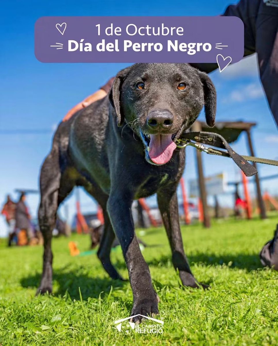 elcampito's tweet photo. ELLOS TAMBIÉN ESPERAN. 🖤
Hoy 1 de octubre es el Día del Perro Negro.
Y aunque amamos a todos, hoy hablamos de ellos porque la estadística es cruel: los perros negros tardan hasta 4 veces más en conseguir hogar.

Un perro no sabe de qué color nació. Solo sabe esperar, con amor 👇 https://t.co/KIamHvTaR4