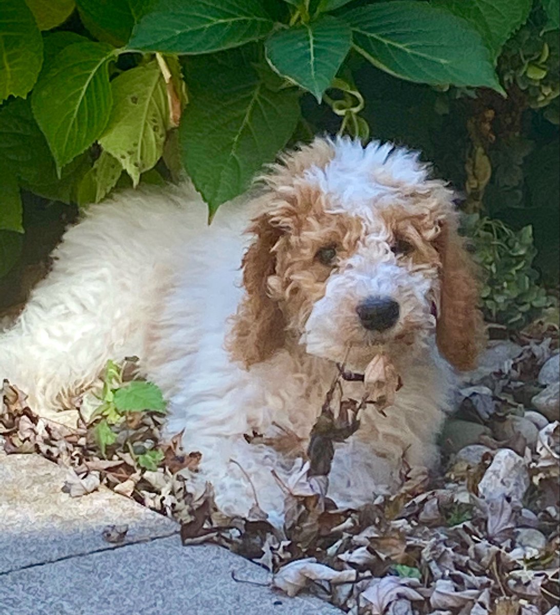 createurownart's tweet photo. Fluffy pupper days!
Happy Thursday everyone 😊🍁
#ThrowBackThursdays
#DogsOfX
#DoodlesOfX
#preciousmemories https://t.co/6b5jaNIYrw
