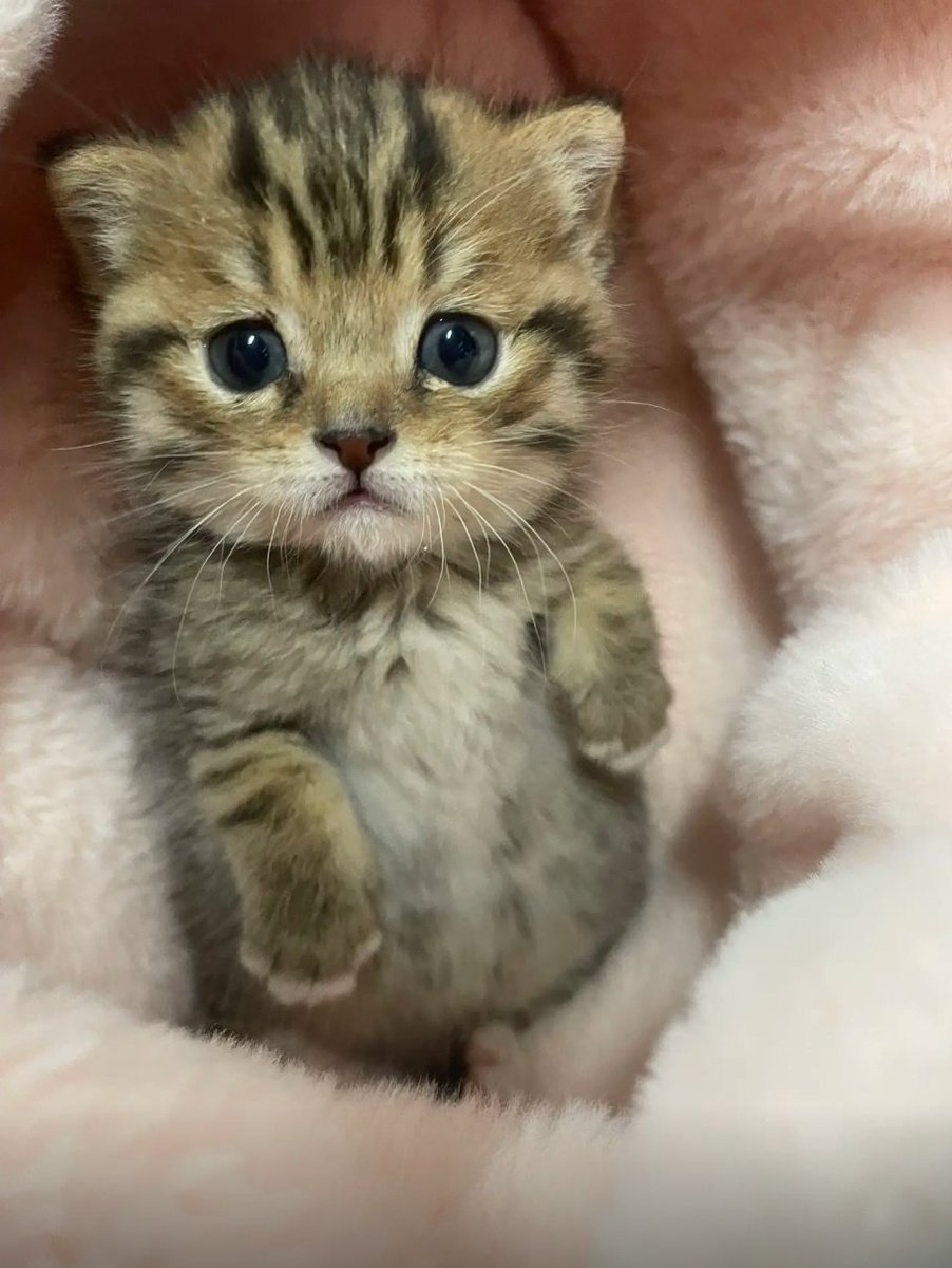 culKitten's tweet photo. https://t.co/awhhm3l19b