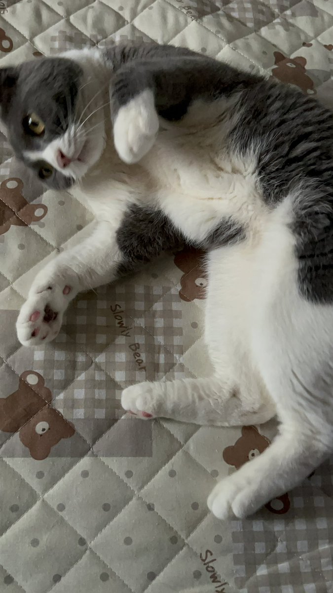 kotehanamugi's tweet photo. そう
#猫 https://t.co/bMkgd3GLQs