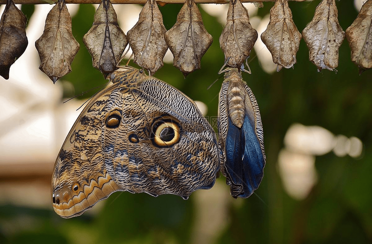 drexcrv170's tweet photo. [Emerging from a tiny chrysalis, this moth symbolizes protection and distinct beauty. What could it be]， https://t.co/a1SANV77Yx