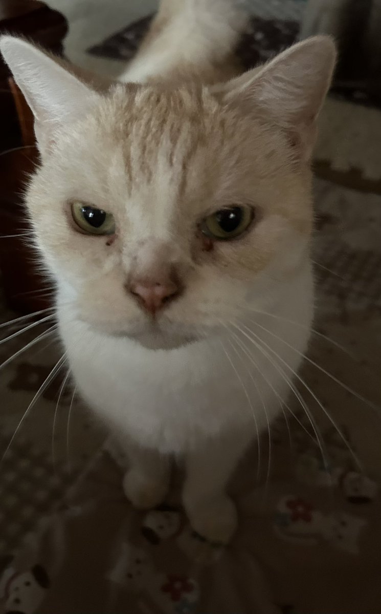 kotehanamugi's tweet photo. こてつ
元気よー🐈💕
ありのままで
過ごして https://t.co/jk8tbSWH6F