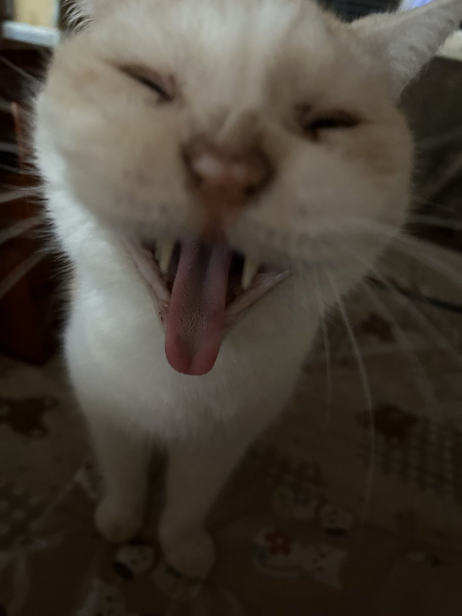 kotehanamugi's tweet photo. こてつ
元気よー🐈💕
ありのままで
過ごして https://t.co/jk8tbSWH6F