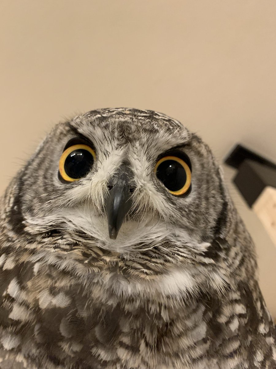 eno_owl's tweet photo. かわいいね https://t.co/YAj1aZdTlA