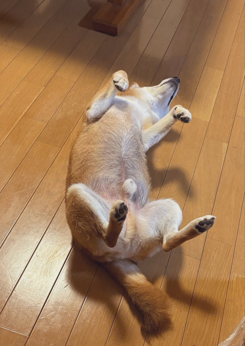 inusankoinusan's tweet photo. ｷﾆｼﾅｰｲ https://t.co/4FyeY5y4Su