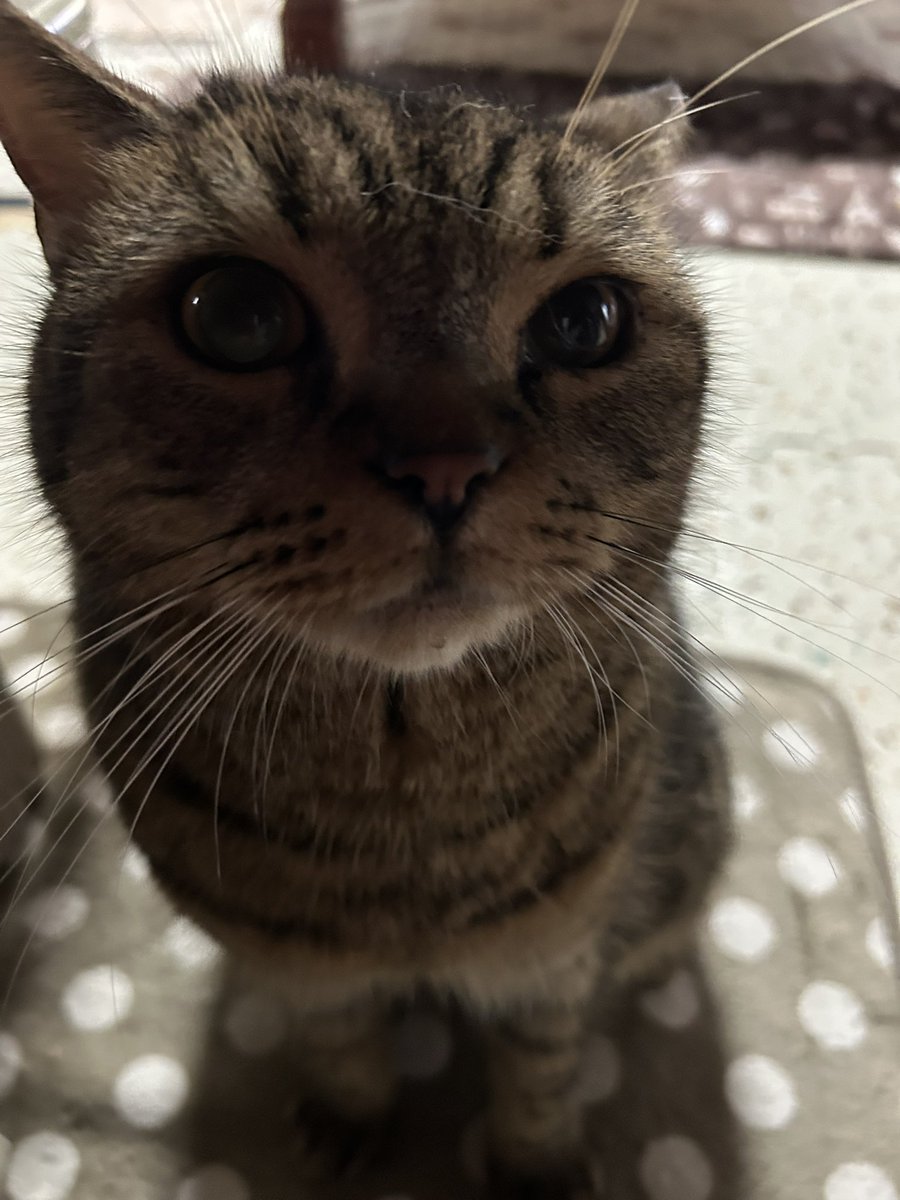 kotehanamugi's tweet photo. むぎ
#猫　
ゆっくり過ごしてる https://t.co/XJiyWvuDns
