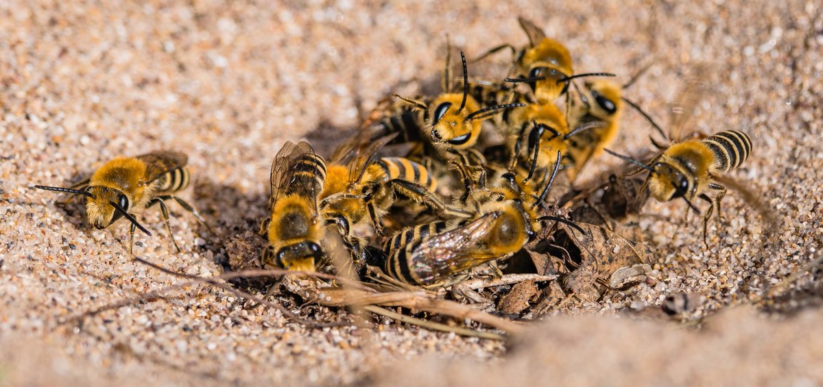 TheHolyHabibee's tweet photo. Bee(s) of the day #341 are a good example of oversupply and little demand: a number of male Ivy(?) bees (Colletes sp.) competing for one female. The result? A "mating ball" 

These are solitary bees, so each male must have picked up her scent, and realised there's not many others around, so they've clustered around her (X bros, is this still hypergamy?)

it's more likely the males had a roosting aggregate, and once a female crossed into that territory, they individually detected & charged at her, each one is trying to insert parts of his abdomen into her abdomen & mate, and each one is having... fierce competition

(I believe the female is the subject of the second photo... also has a shorter antennae relative to the boys)
📷Cheryl Hewitt, Pembrokeshire