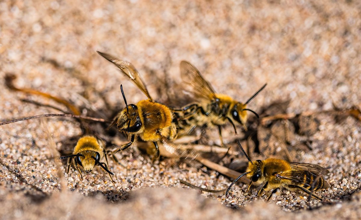 TheHolyHabibee's tweet photo. Bee(s) of the day #341 are a good example of oversupply and little demand: a number of male Ivy(?) bees (Colletes sp.) competing for one female. The result? A "mating ball" 

These are solitary bees, so each male must have picked up her scent, and realised there's not many others around, so they've clustered around her (X bros, is this still hypergamy?)

it's more likely the males had a roosting aggregate, and once a female crossed into that territory, they individually detected & charged at her, each one is trying to insert parts of his abdomen into her abdomen & mate, and each one is having... fierce competition

(I believe the female is the subject of the second photo... also has a shorter antennae relative to the boys)
📷Cheryl Hewitt, Pembrokeshire
