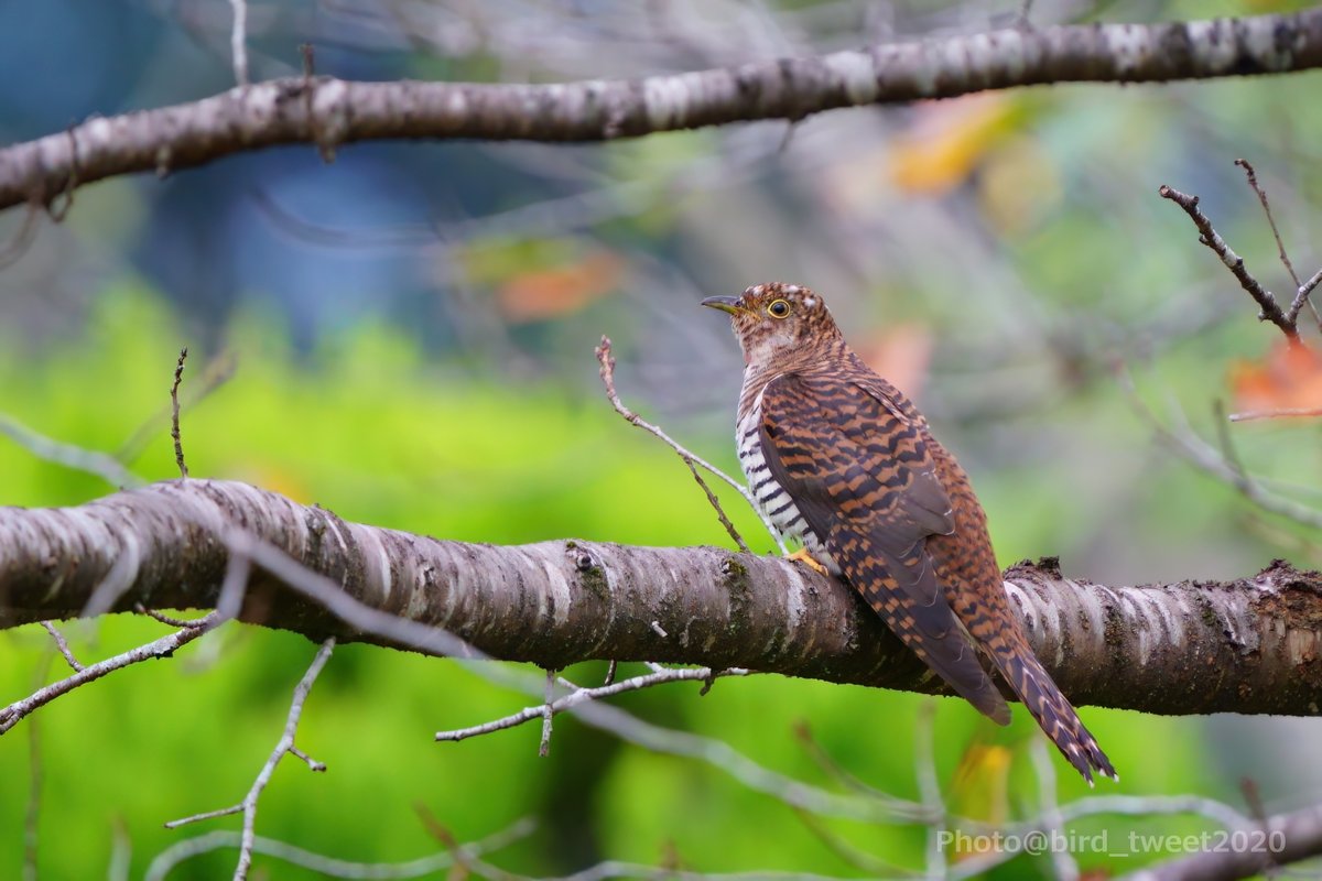 bird_tweet2020's tweet photo. 今年撮った写真の整理が追いつかない。。。このまま御蔵入りか😰
先週は会えなかったけど、今週末はどうだろうか？
会ってみたいなあ🙏
写真は過去のものです。
#ツツドリ #筒鳥 #HimalayanCuckoo https://t.co/kqjR1k8HIW