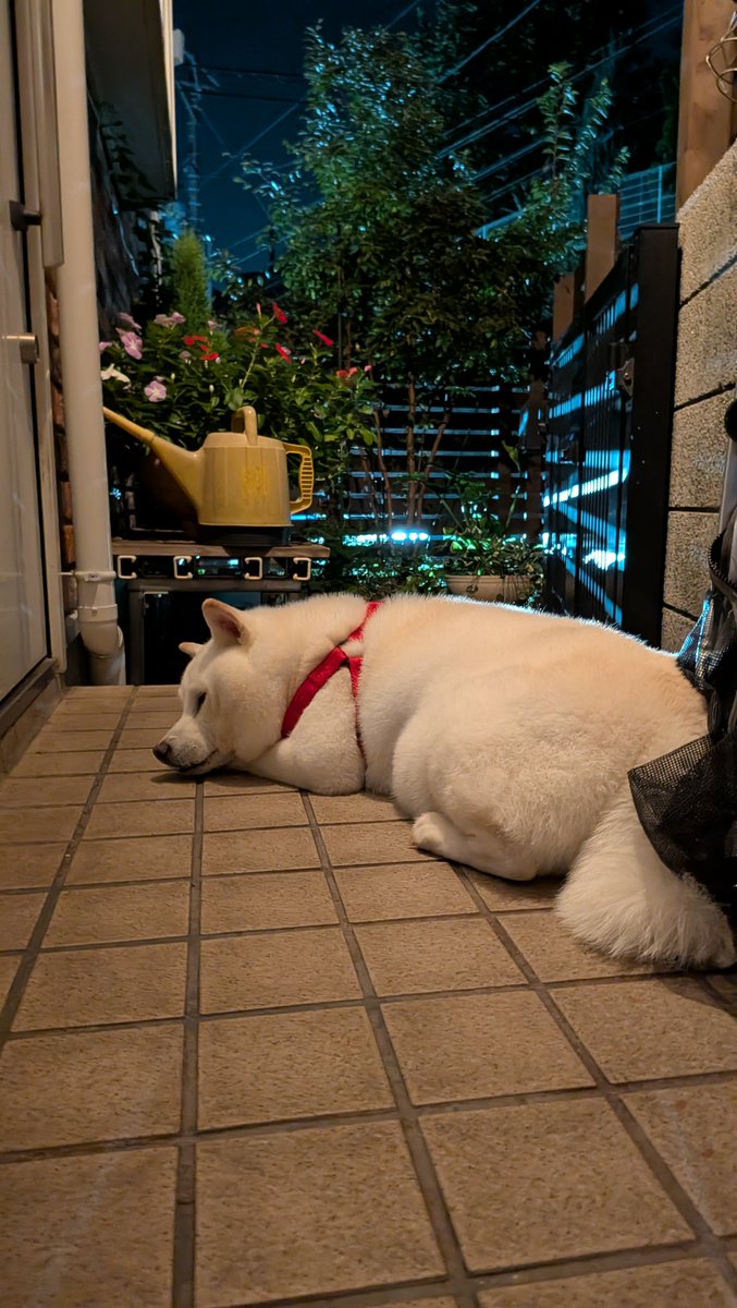 mofmof_lab's tweet photo. ただいま
#柴犬 https://t.co/sYI5SqljoG