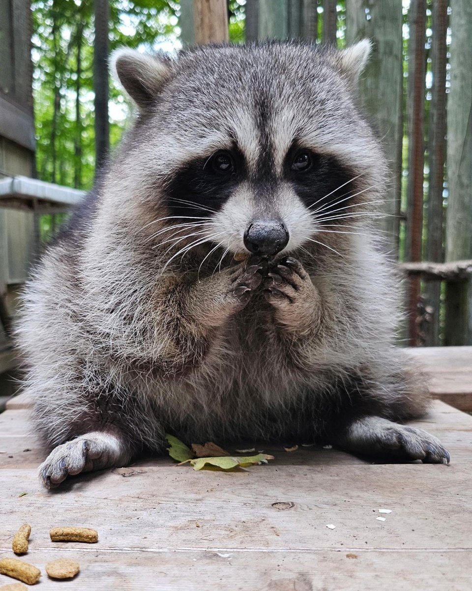 TheTorontoZoo's tweet photo. Happy #RaccoonAppreciationDay! 🦝💚

Manny, River & Racer have been busy settling in and showing off their unique personalities! River has claimed a favourite high-up hangout, while Racer can often be found keeping her company. 🥹

Learn more about the trio here: https://t.co/mFE4ZlFSIV