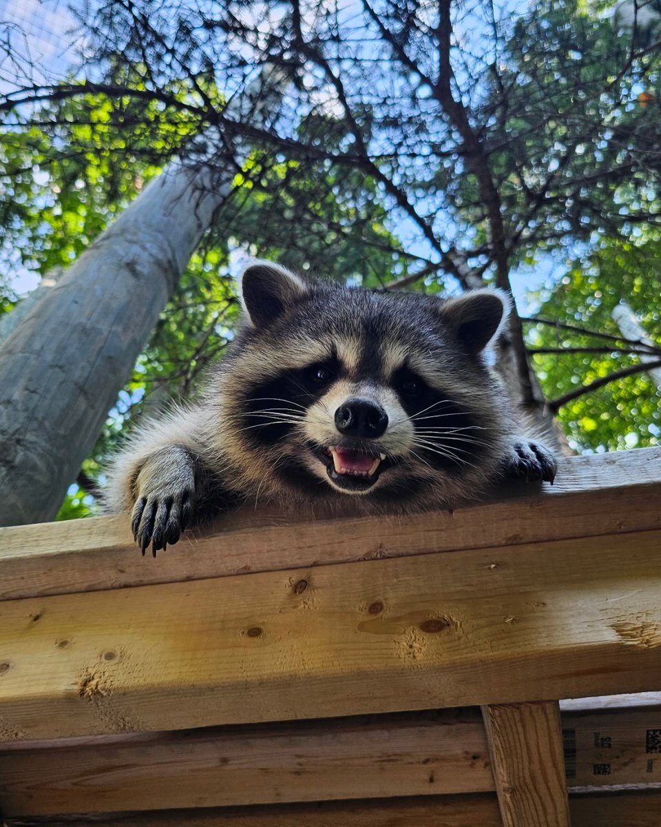 TheTorontoZoo's tweet photo. Happy #RaccoonAppreciationDay! 🦝💚

Manny, River & Racer have been busy settling in and showing off their unique personalities! River has claimed a favourite high-up hangout, while Racer can often be found keeping her company. 🥹

Learn more about the trio here: https://t.co/mFE4ZlFSIV