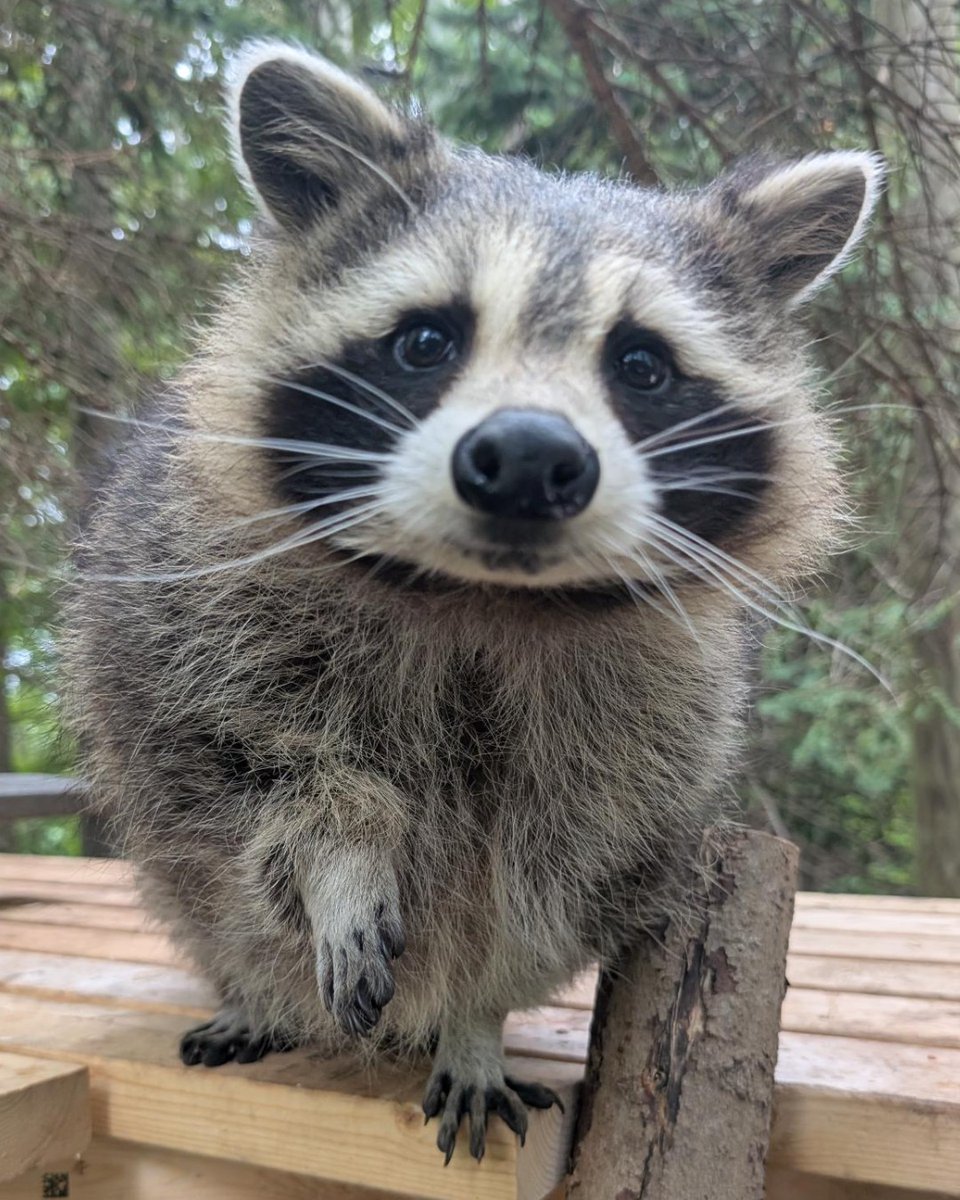 TheTorontoZoo's tweet photo. Happy #RaccoonAppreciationDay! 🦝💚

Manny, River & Racer have been busy settling in and showing off their unique personalities! River has claimed a favourite high-up hangout, while Racer can often be found keeping her company. 🥹

Learn more about the trio here: https://t.co/mFE4ZlFSIV
