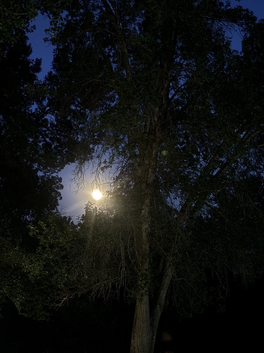 nerellecherry's tweet photo. Late night walks… https://t.co/A3jXVhziVj