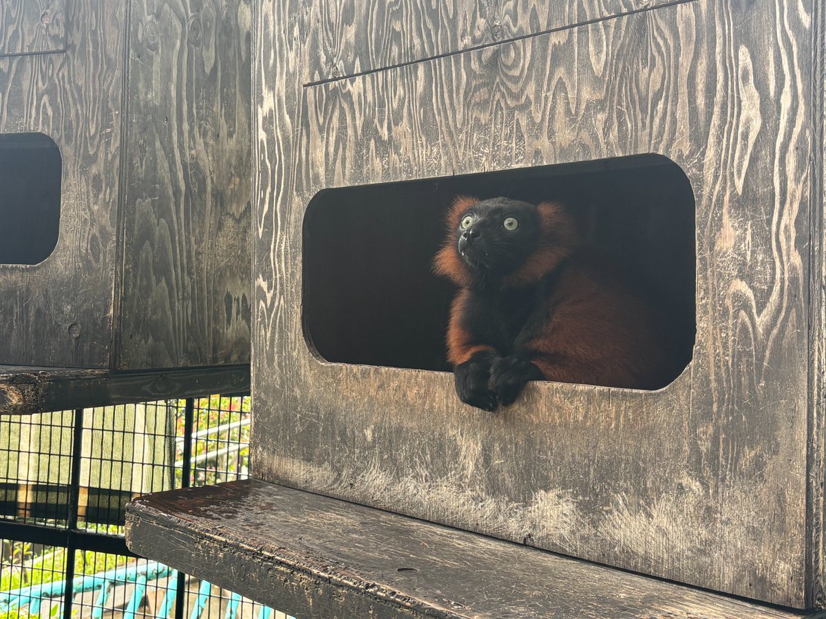 nogeyamazoo401's tweet photo. #ありがとう野毛山 #みんなの野毛山アルバム #今月のマンスリー動物

「今日も雨か…」みたいな #アカエリマキキツネザル 。
雨の多い9月でしたね。10月は秋らしい晴れの日が続きますように。

#おはようアカエリマキキツネザル
#野毛山動物園 
2027年１月７日～休園予定 https://t.co/K4bzV5SRXu