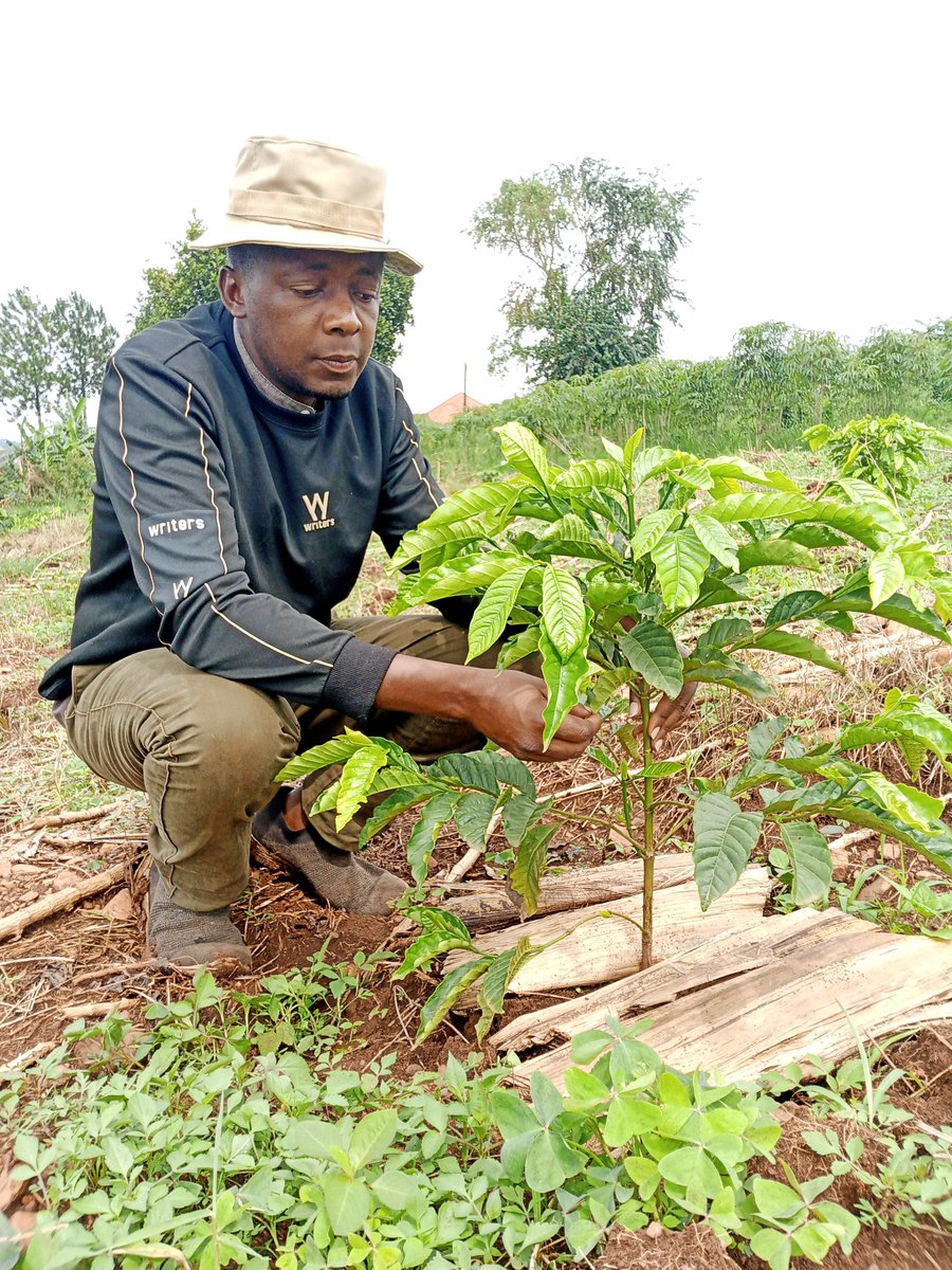 ByamugishaMoses's tweet photo. I planted this KR7 in April this year here in Nsasa/Namugongo and it already looks promising.

KR7 coffee is a high-yielding, disease-resistant Robusta coffee clone.
It resists Coffee Wilt Disease (CWD) and red blister disease, which protects farms from massive crop losses. https://t.co/NQmPa5DfOt
