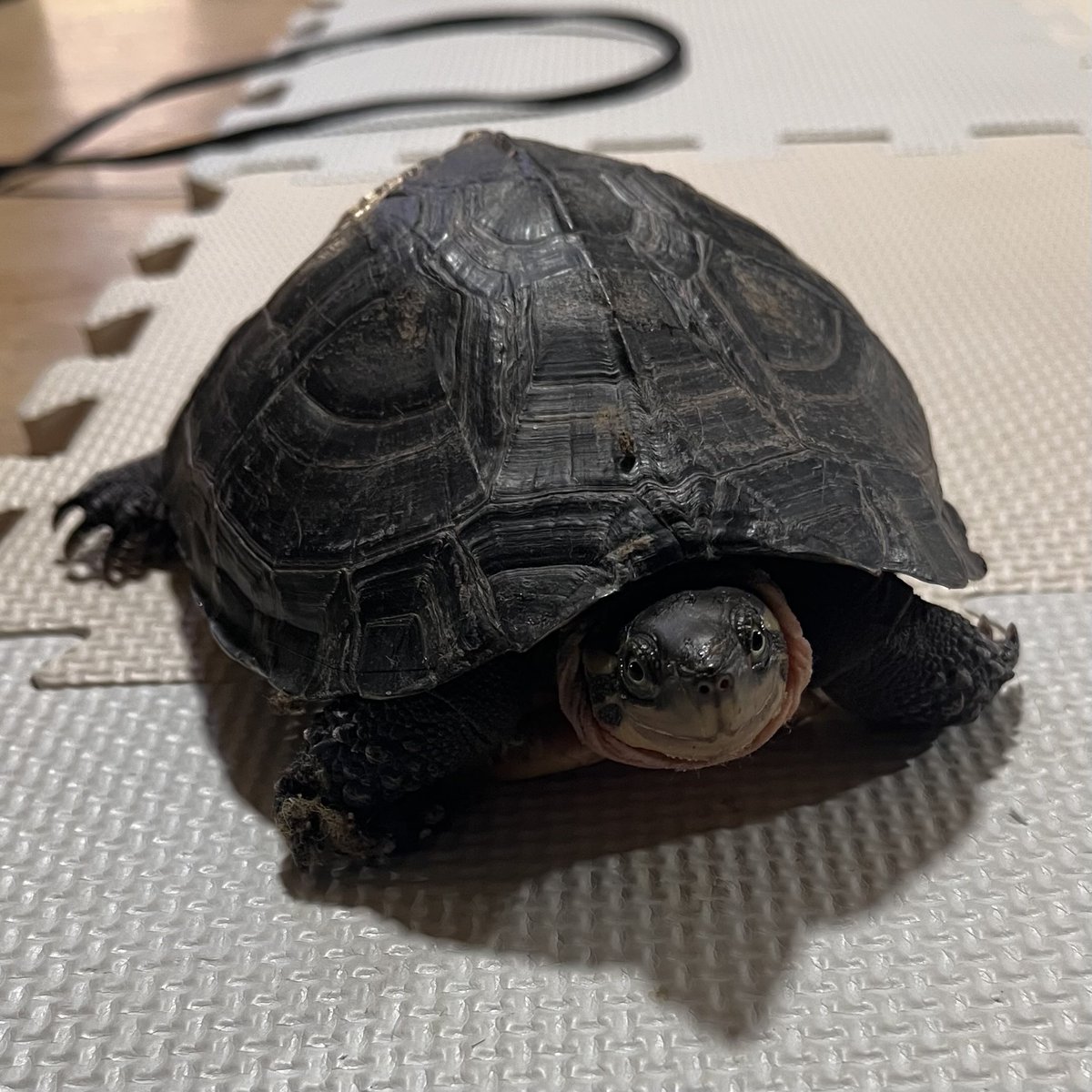 Keito_Pochan's tweet photo. ここ1週間ほど水槽から家出してどこか部屋の隅っこにいただろうポちゃんの部屋んポが始まった
今日は暖かかったもんね
そろそろ水槽に周りに柵をして行動範囲を狭めてやらないと https://t.co/TX6vDM81nl