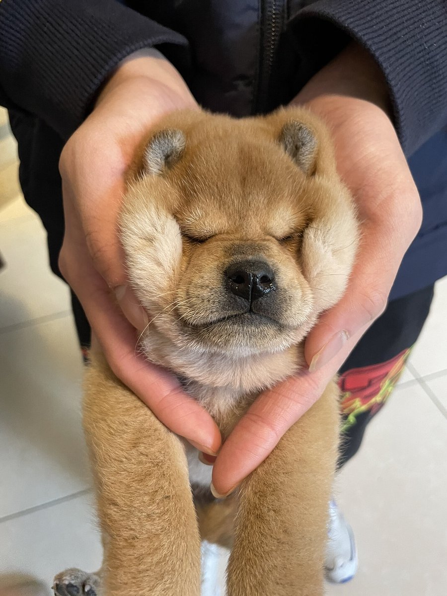AmyClarkvudl's tweet photo. My little pup turned 1 today  Gone from a wobbly furball to a joyful explorer full of mischief and tail wags. Can’t imagine life without this bundle of love!， https://t.co/fEstqlPzEr