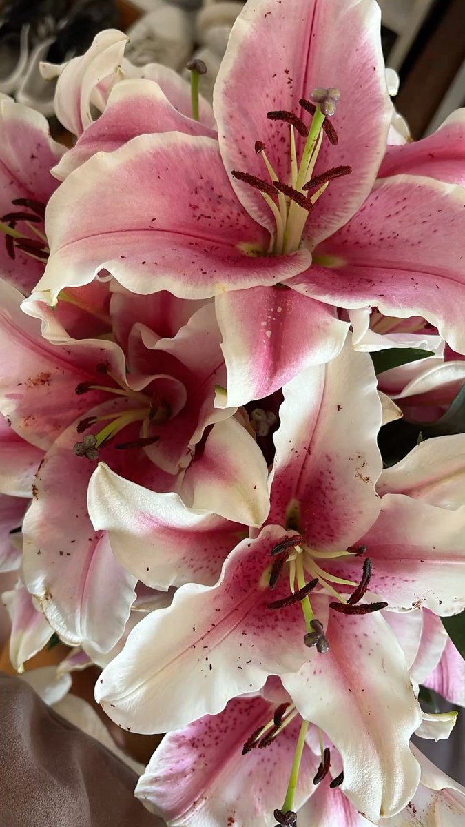 u_uryul's tweet photo. full-blooms, happy 1 oct 🤍 @taharyul 
(cr.lilies pinterest). https://t.co/ICg8dGbEFH