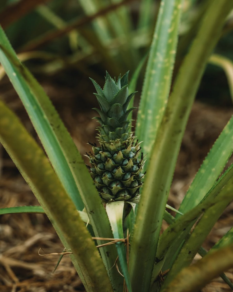 Ajay_10am's tweet photo. Tropical Wonders Growing at Bambu Indah, Bali
https://t.co/BIQz8Z2enh

#tropicalfruit
#bali https://t.co/hjsOrU2tVV