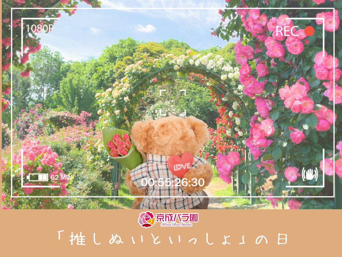 keisei_rose's tweet photo. ＃京成バラ園 でぬい活しよう🧸🌹
大好評の『推しぬいといっしょ』の日
今秋も開催決定❣️

開催日にぬいちゃんとご来園した方限定で『推し色ドライフラワー』をプレゼント💝
※数量限定

🌟10/24（土）、10/25（日）
🌟11/20（金）、11/21（土） 11/22（日）

詳細は後日お知らせしますのでお楽しみに https://t.co/9Nv7LPqv05