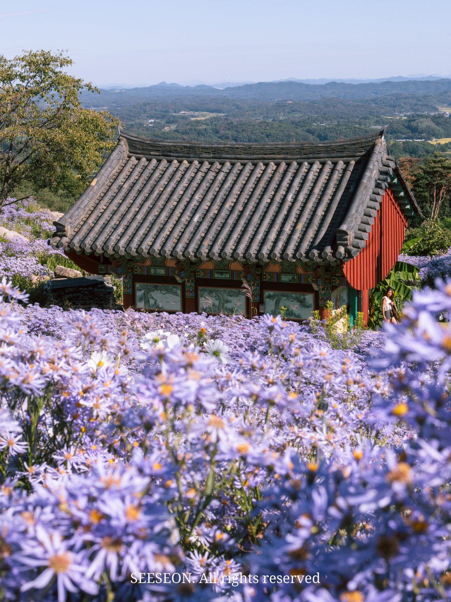 see_seon_'s tweet photo. 진짜 좋은 곳은 사람들 반응으로 알 수 있는데, 오늘은 사방에서 가족에게 영상통화 거는 소리가 들렸다.

🌸 문경, 봉천사 개미취 https://t.co/d5YkNMtetm