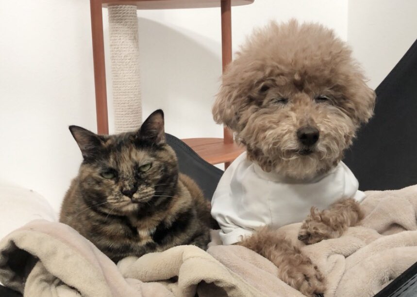 matsugorookoku's tweet photo. 犬が大好きなウチの猫
永遠の片想いで毎日フラれてばかりだけど、たまに一緒にお昼寝できた時は嬉しくてゴルゴ13になります https://t.co/RpcN5W2w1y