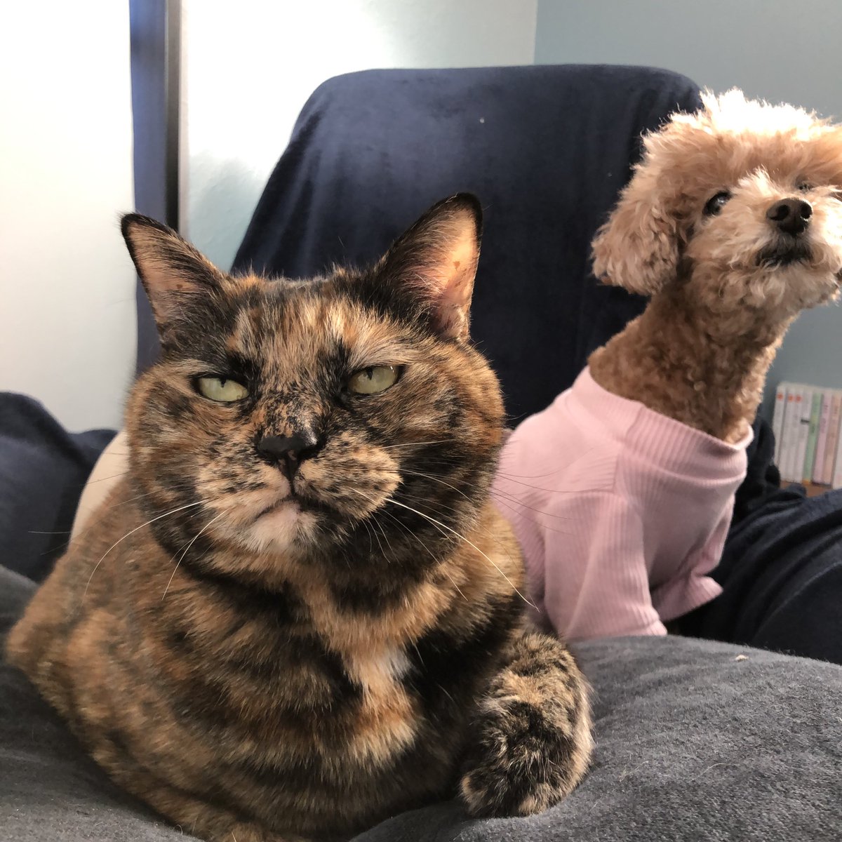 matsugorookoku's tweet photo. 犬が大好きなウチの猫
永遠の片想いで毎日フラれてばかりだけど、たまに一緒にお昼寝できた時は嬉しくてゴルゴ13になります https://t.co/RpcN5W2w1y