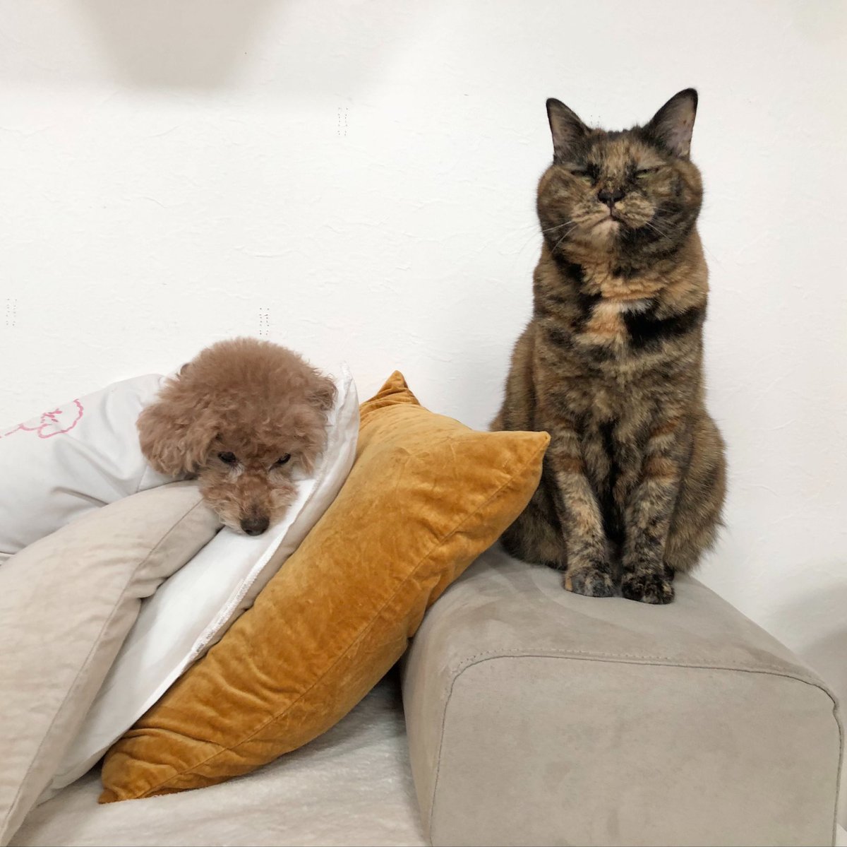 matsugorookoku's tweet photo. 犬が大好きなウチの猫
永遠の片想いで毎日フラれてばかりだけど、たまに一緒にお昼寝できた時は嬉しくてゴルゴ13になります https://t.co/RpcN5W2w1y