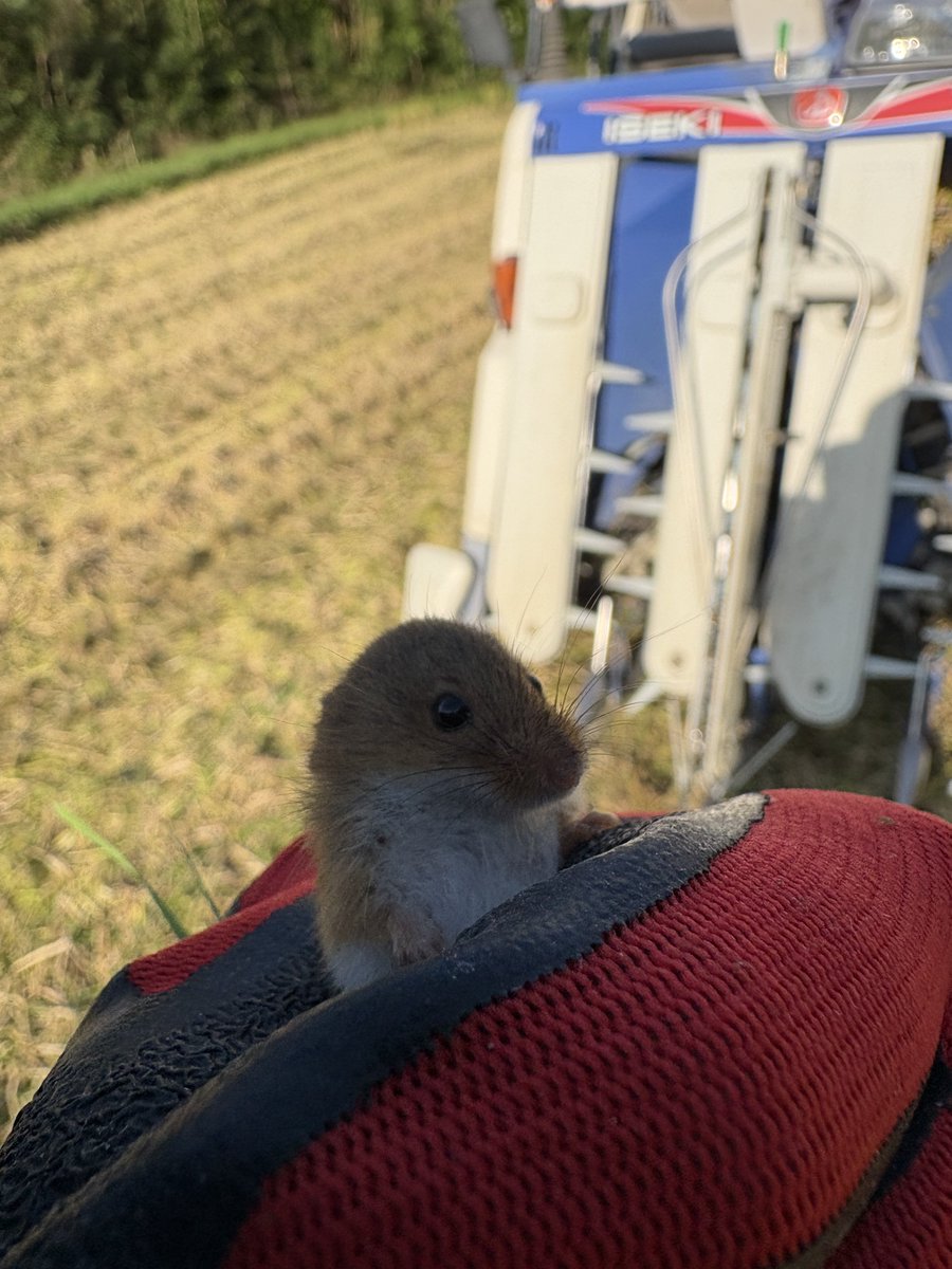 siragiku_zero2's tweet photo. 本日のカヤネズミちゃん♡
度胸があるのか毛ずくろい初めるくらい人懐っこい子でした😊 https://t.co/SBgy8M92Qf