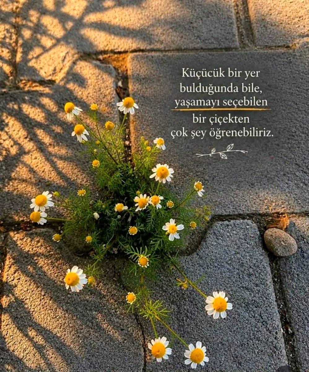 _yagmur_sima's tweet photo. ..... 

🌼🍃 https://t.co/84TlDUf8Cd