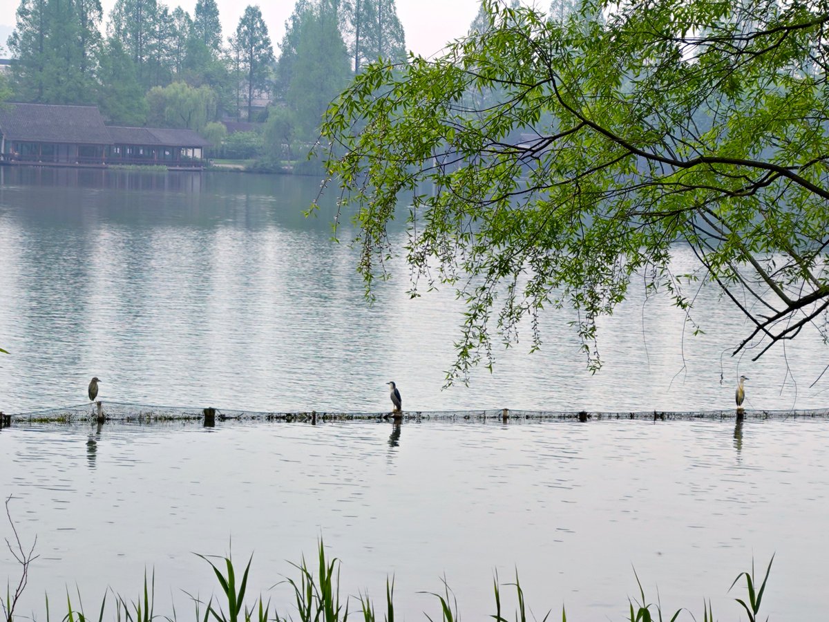 3sofqqb7cinderd's tweet photo. [Walking by Chengsatang, a cozy waterside spot with unique charm—perfect for a slow, pleasant moment!]， https://t.co/WGrXKXlAA8