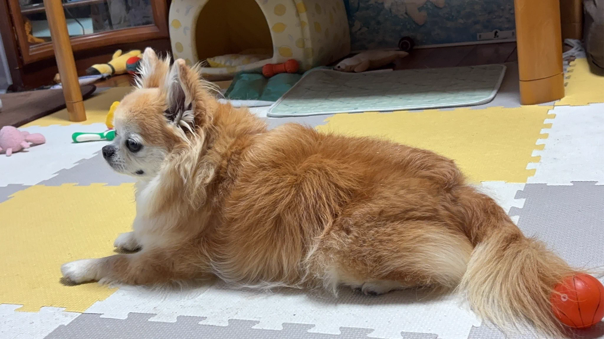🐕チビ＆ココ🏖Audi🦎 على X: 